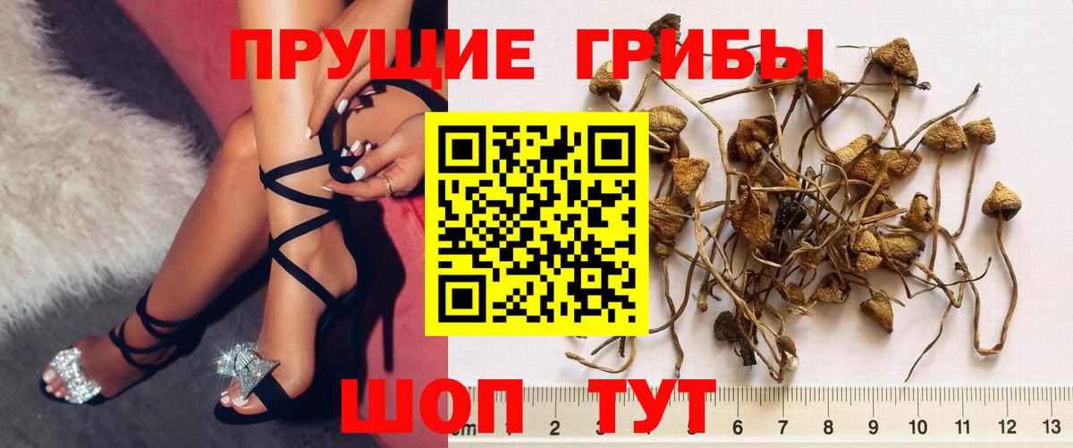 Псилоцибиновые грибы мухоморы  Вход с VPN  Мурино  Галлюциногенные грибы Psilocybe 